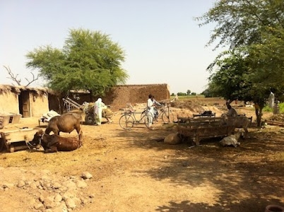 Bareta