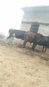 Ghuskar