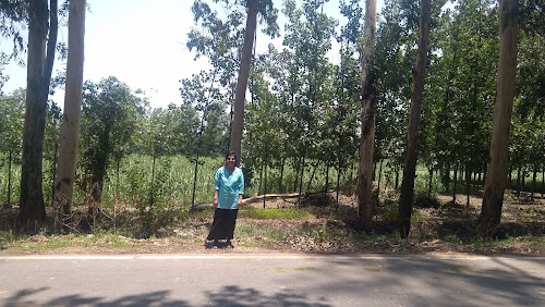 gangotri paper mills pvt.ltd.
