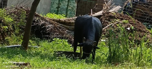 Nizampura
