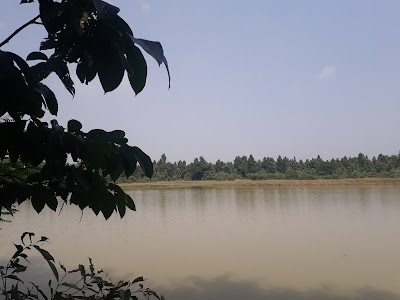 Kodalia