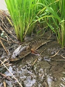 Majuli