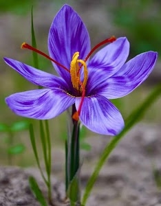 Royal pearl