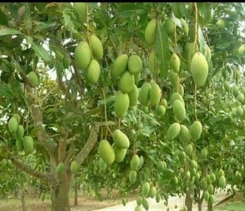 Pakhna