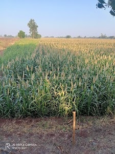 Chitrodi
