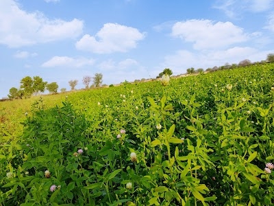 Chidiya