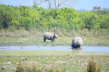 Kaziranga