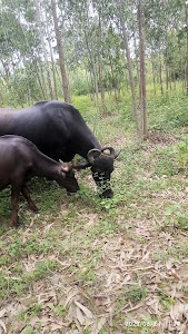 Khilanwala