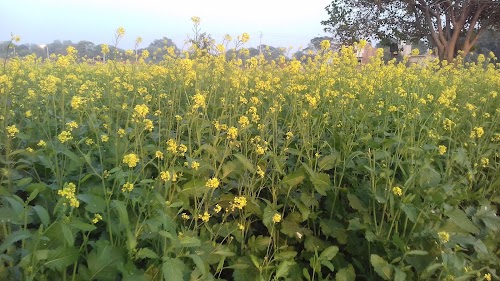 The Great BABA PATI RAM JI Natural Farming centre village bilhana