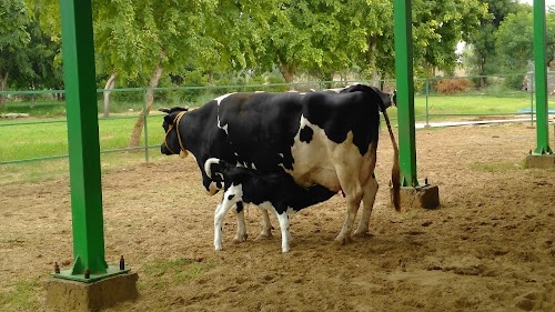 Nandini Dairy Farm