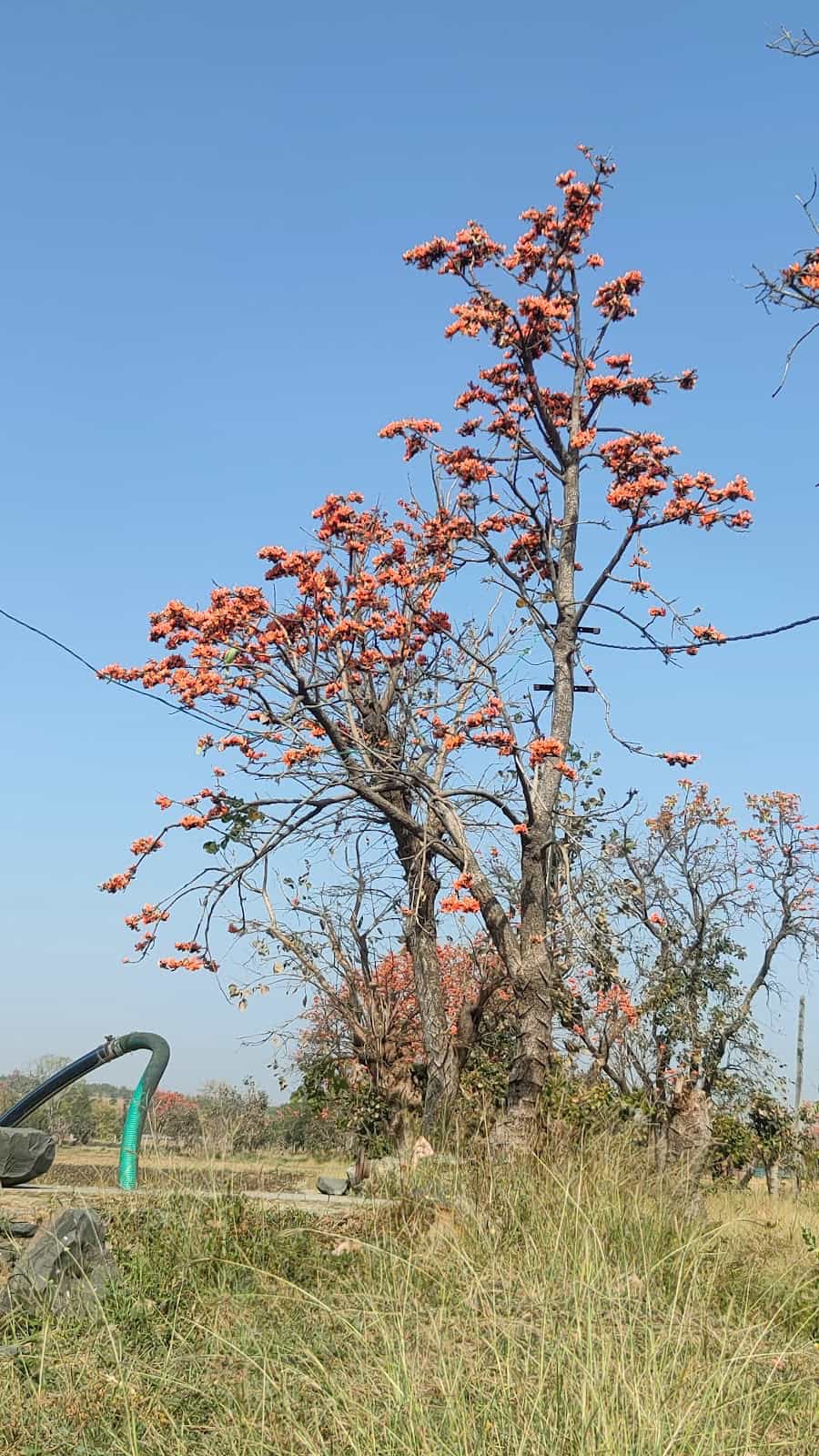 Swaroopganj