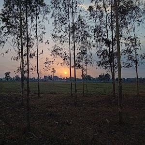 Sahib Farms
