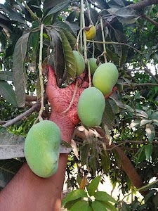 Kesripur
