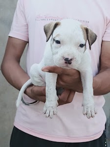 Dog breeder and pet sellar