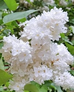 Rohua East