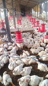 BISHNU PRASAD POULTRY FARM