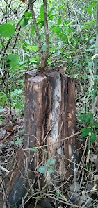 Tajungia
