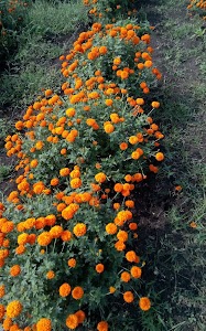 Pawar Agriculture