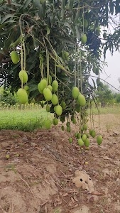 Puri
