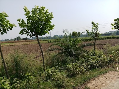 Kolabari