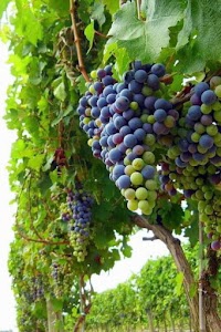 Nepal Sau Fruits Supply