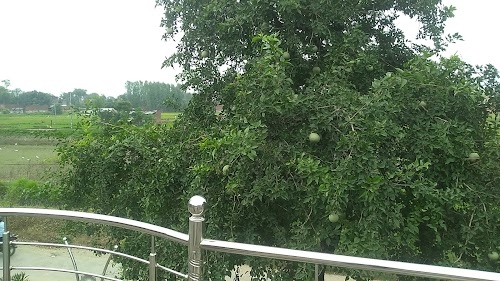 Bhadri
