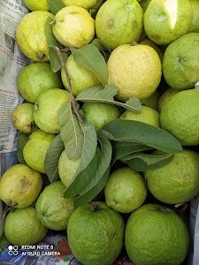 जय बजरंग किसान नर्सरी चकेरी