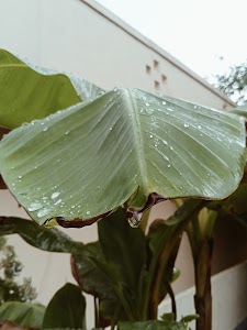 Azampur