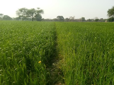 Bhutni