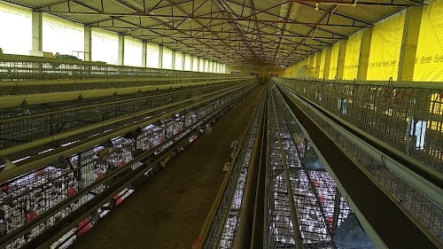 Kisan Egg Layer farm