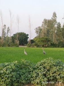 Bhimsen