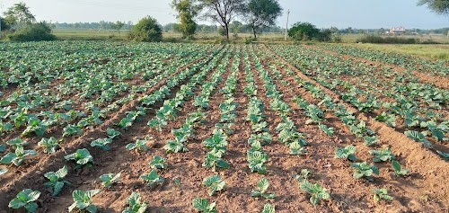 Danteli