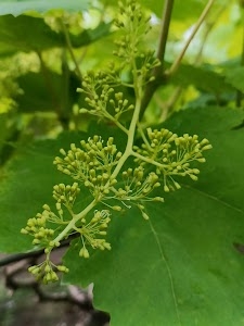 Amrutwadi