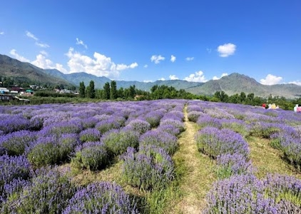 Lavender Park