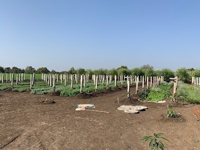 ChandraPrakash Dragon Fruit Farm