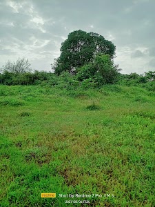 Jungle