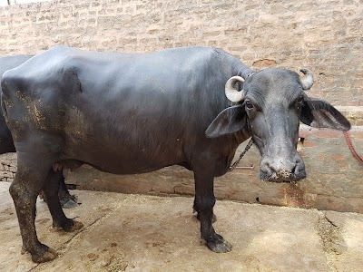 Narwal Dairy Farm