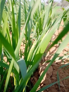 Gujron Ki Dhani