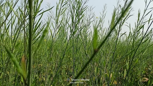 Usari