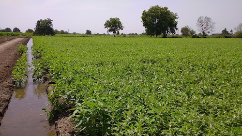 Bagdu