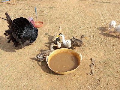nanasu Farm