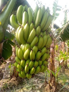 Siswa bazar