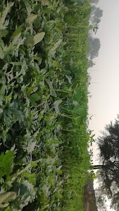 Rohi Nala