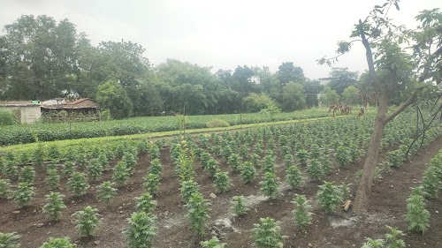 Company Garden
