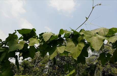 Tentulberia