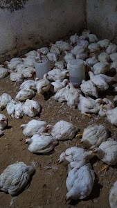 Deepak Poultry farm