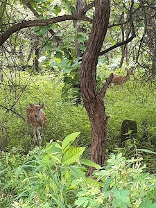 Chitravad