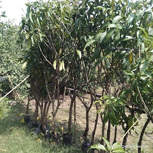 Bholebaba Nursery (Rampor)