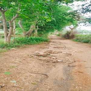 Haminpur