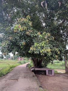 Tree of Life